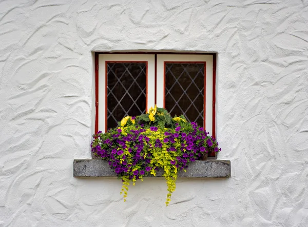 窗户和花朵 — 图库照片