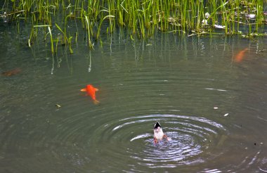 Duck and Fish in Pond clipart