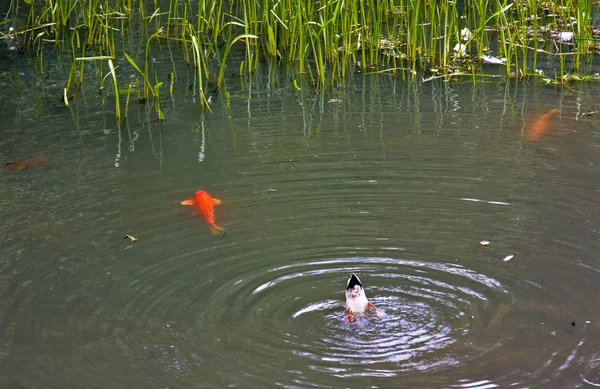 stock image Duck and Fish in Pond