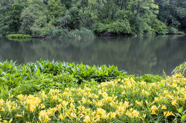 Daylilies w parku — Zdjęcie stockowe