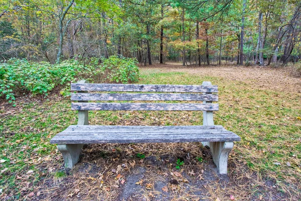 A Bench in the Woods — Stock Photo, Image