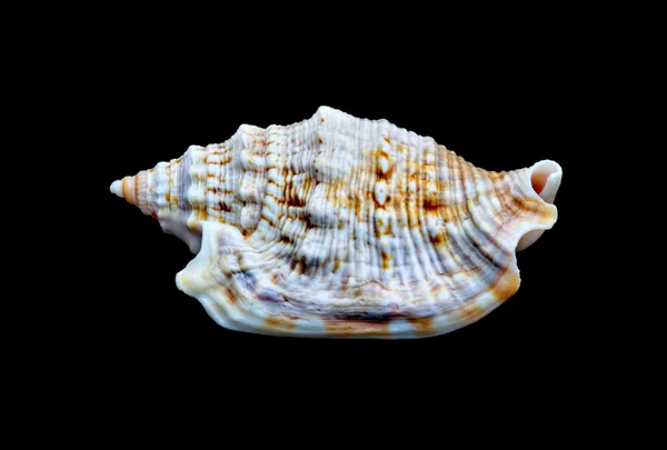 Seashell Over zwarte #5 — Stockfoto