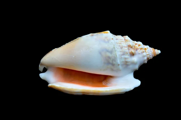 Seashell Over zwarte #6 (Conch) — Stockfoto