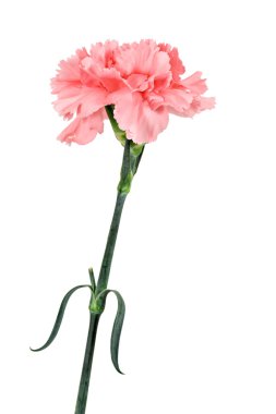 Pink Carnation clipart