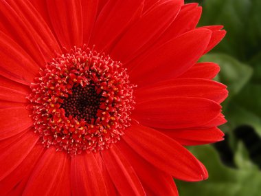 gerbera papatya