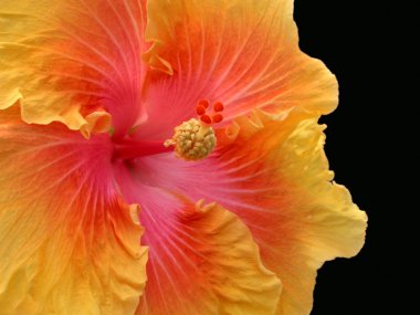 Hibiscus clipart