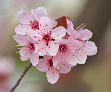 Plum Blossoms clipart