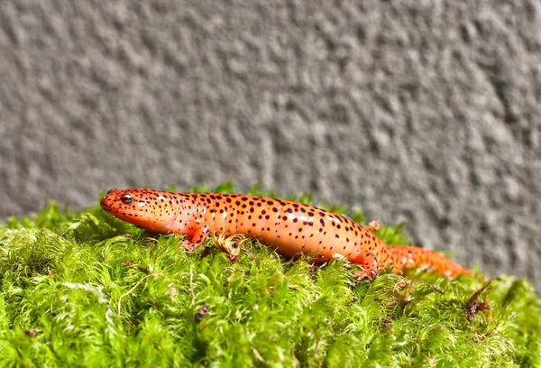 Roter Salamander — Stockfoto