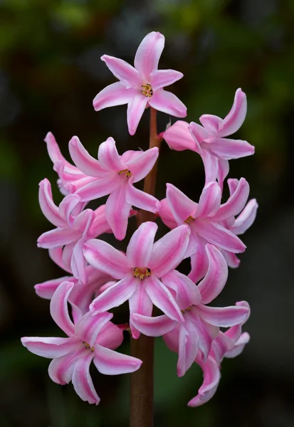 stock image Pink Hyacinth