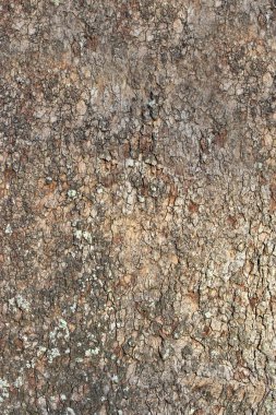 Tree Bark 3 clipart