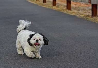 Shih Tsu Taking a Walk clipart