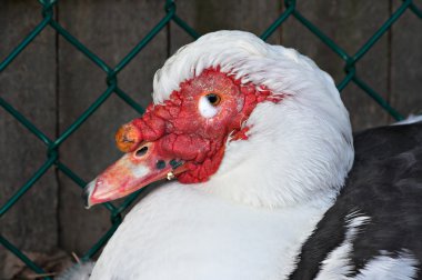 Muscovy Duck clipart