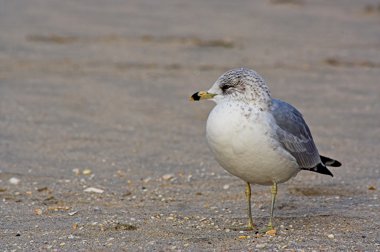 Gull on a Beach clipart