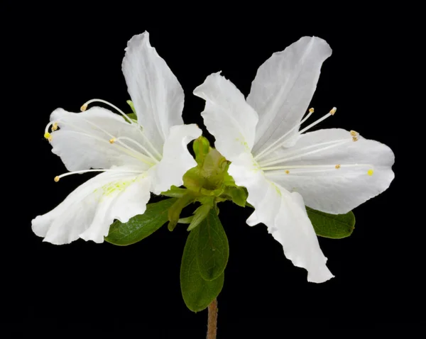 Azalea Flowers — Stock Photo, Image