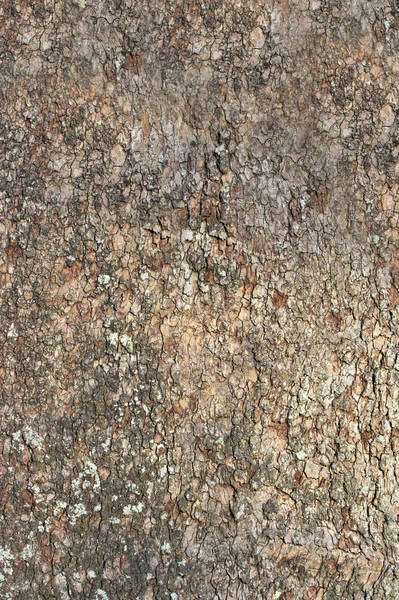 Corteccia dell'albero 3 — Foto Stock