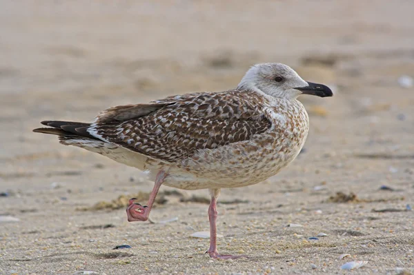 Gull With Hurt Foot — Stock Photo, Image