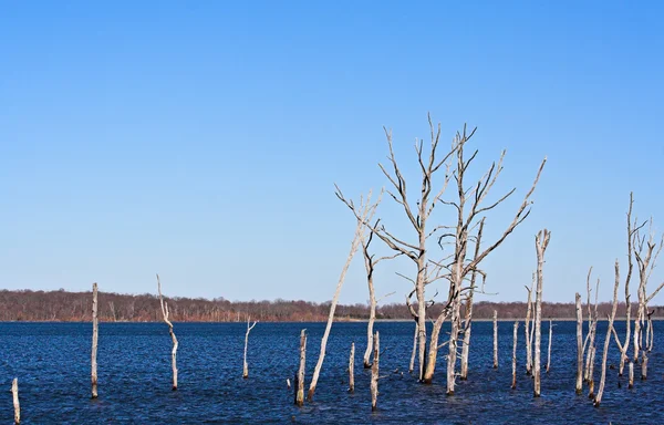 Мертвые деревья 2 — стоковое фото
