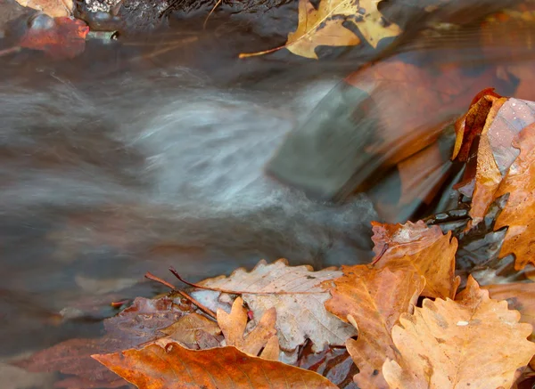 Вода і листя — стокове фото