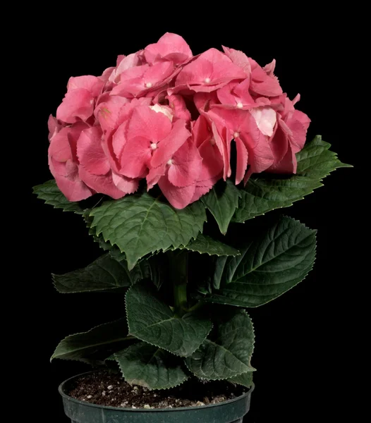 Hydrangea in Pot — Stock Photo, Image