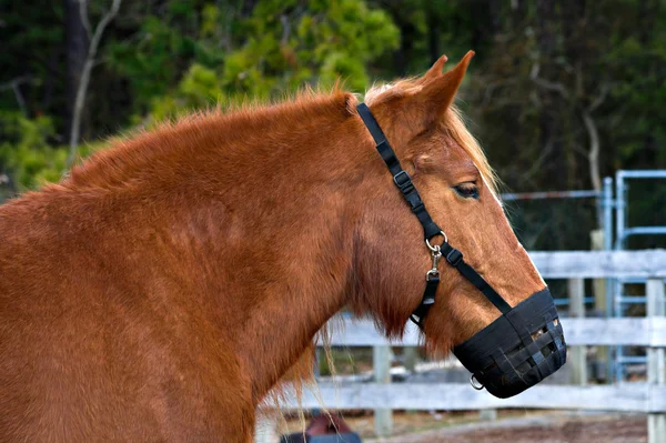 Bozal de pony — Foto de Stock