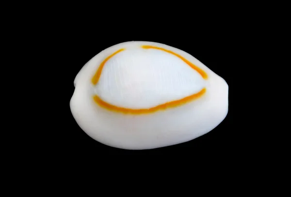Seashell Over zwarte #4 — Stockfoto