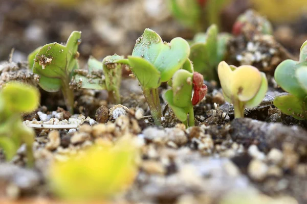 stock image Seedling sprout