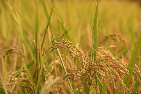 Arroz de arroz listo para ser cosechado — Foto de Stock