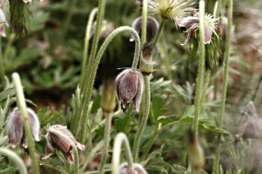 Pulsatilla Koreana Nakai