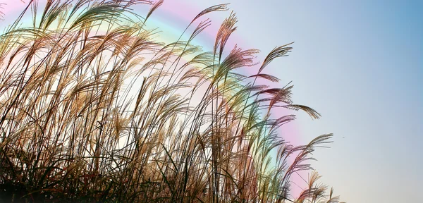 虹は日没で背の高い草 — ストック写真