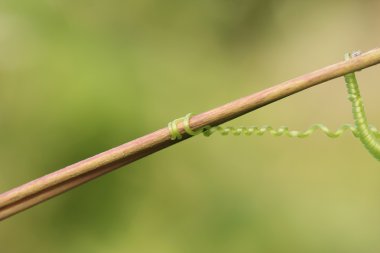 Spiral yazısı asmaları