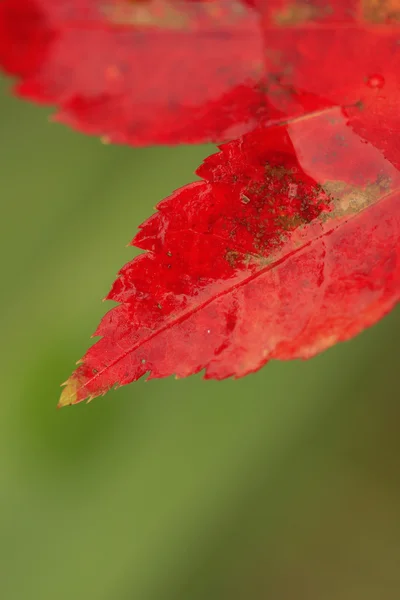Hoja roja en otoño — Foto de Stock