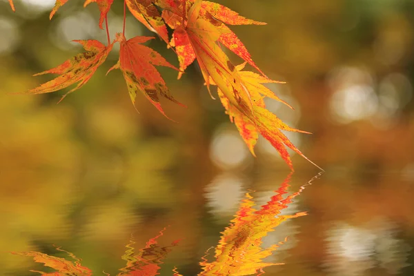 Rode Japans maple met reflectie — Stockfoto