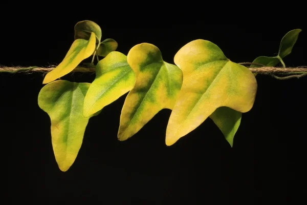 stock image Ivy leaves isolated in black