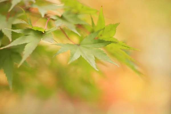 stock image Fall Leaves