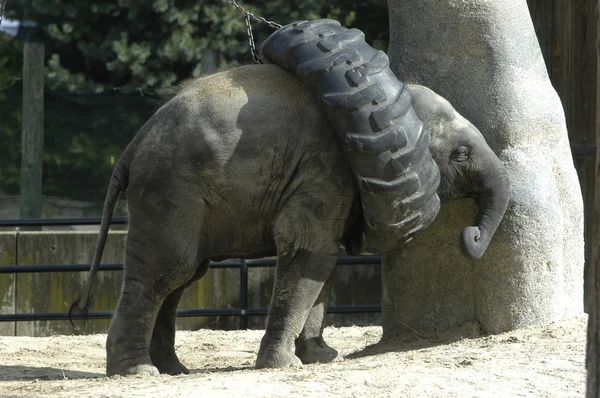 Ребенок-слон — стоковое фото