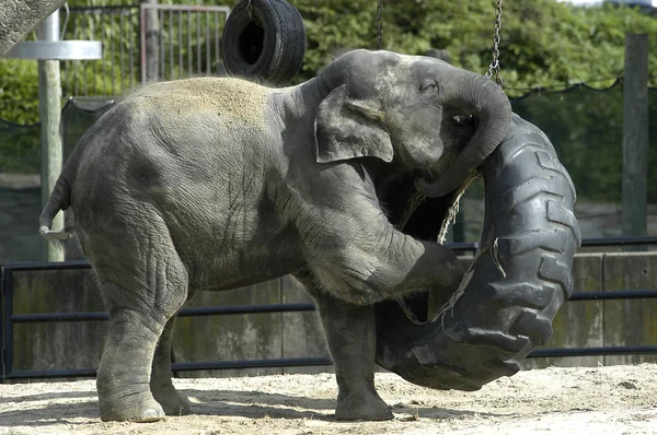 Bebê elefante — Fotografia de Stock