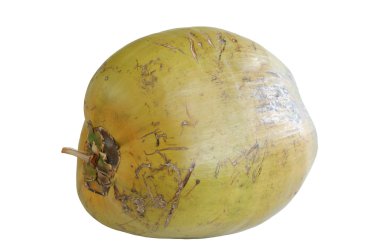 Coconut clipart