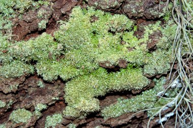 ağaç üzerinde yosun