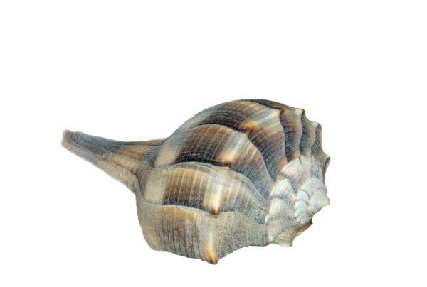 Kabuklu deniz kabuğu — Stok fotoğraf