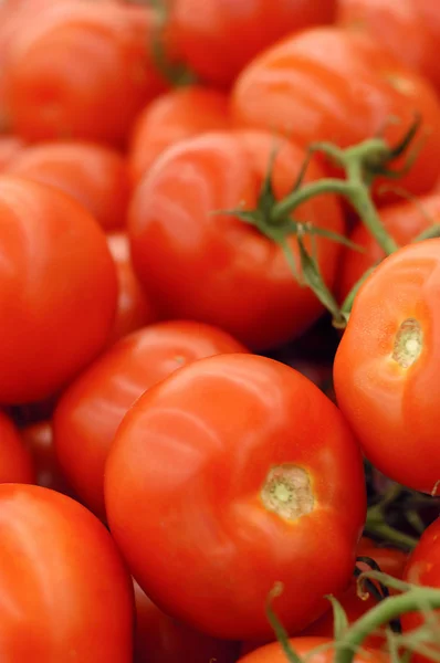 stock image Tomato