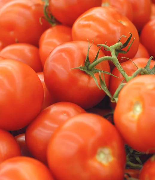 stock image Tomato