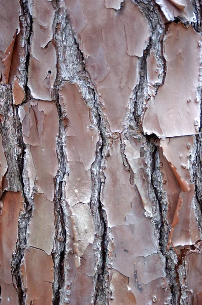Textura de fondo árbol — Foto de Stock