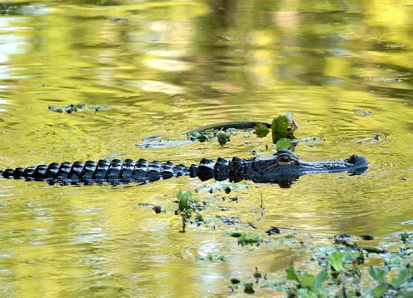 Alligator swimming in river — Stock Photo, Image