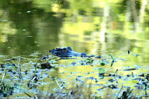 Аллигатор в реке — стоковое фото