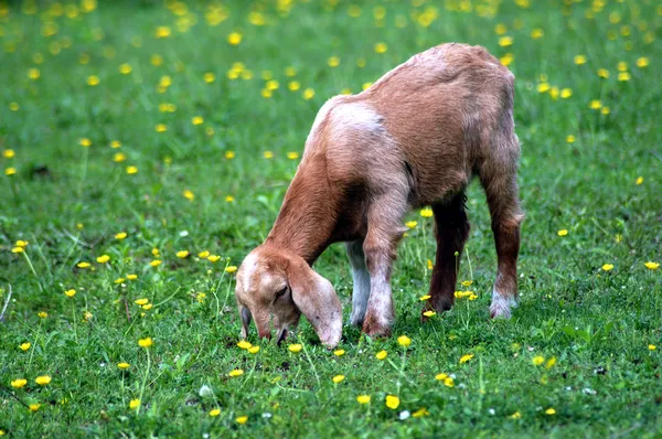 yeşil çayır çim yeme bebek keçi