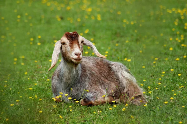 Goat in green medow — Stock Photo, Image