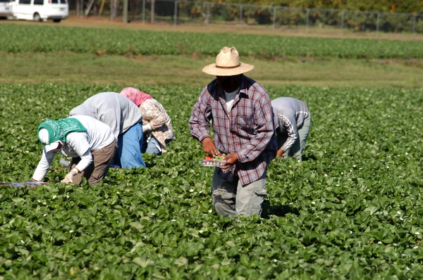 Strawberry picker workers — Stock Photo, Image