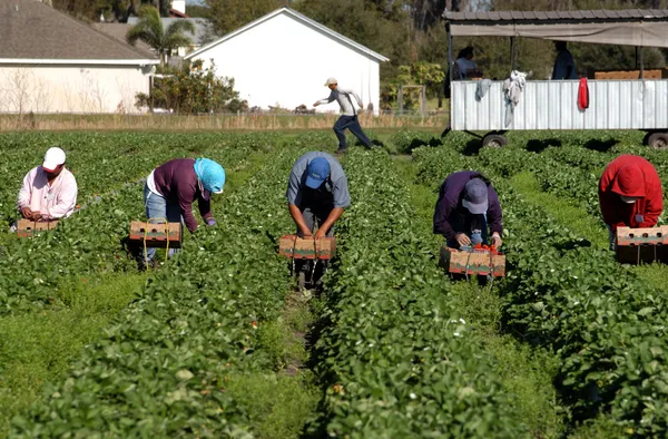Straberry picker workers — Stock Photo, Image