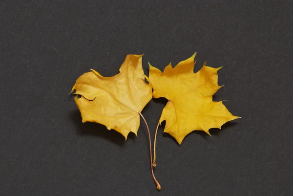 Two maple leaves on a black background — Stock Photo, Image