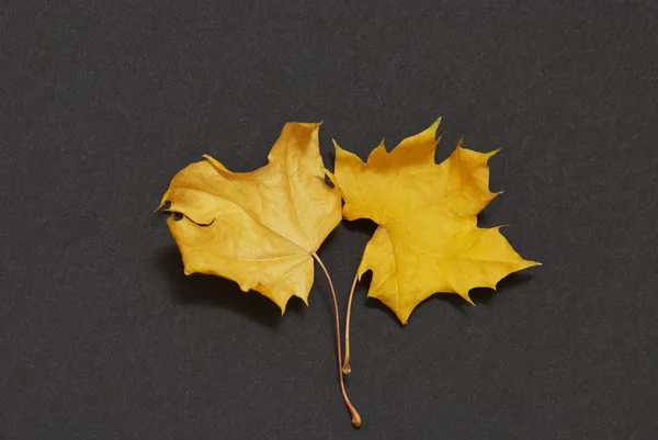 Stock image Two maple leaves on a black background